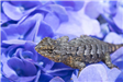 Glen Trotti - Lizard on Purple Flowers