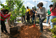Children Digging Hole for Tree