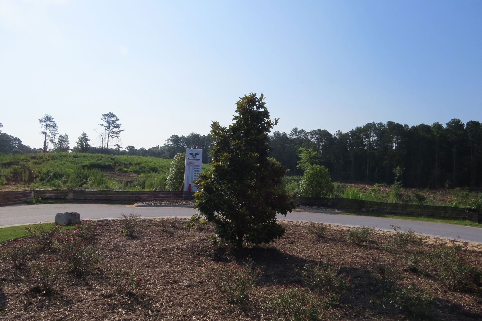 Tree in a Traffic Circle