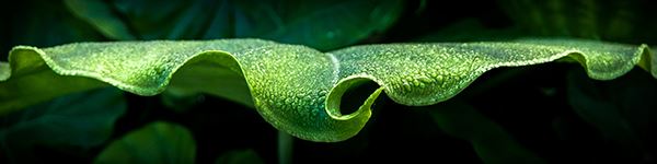 Photo of a leaf with morning dew drops