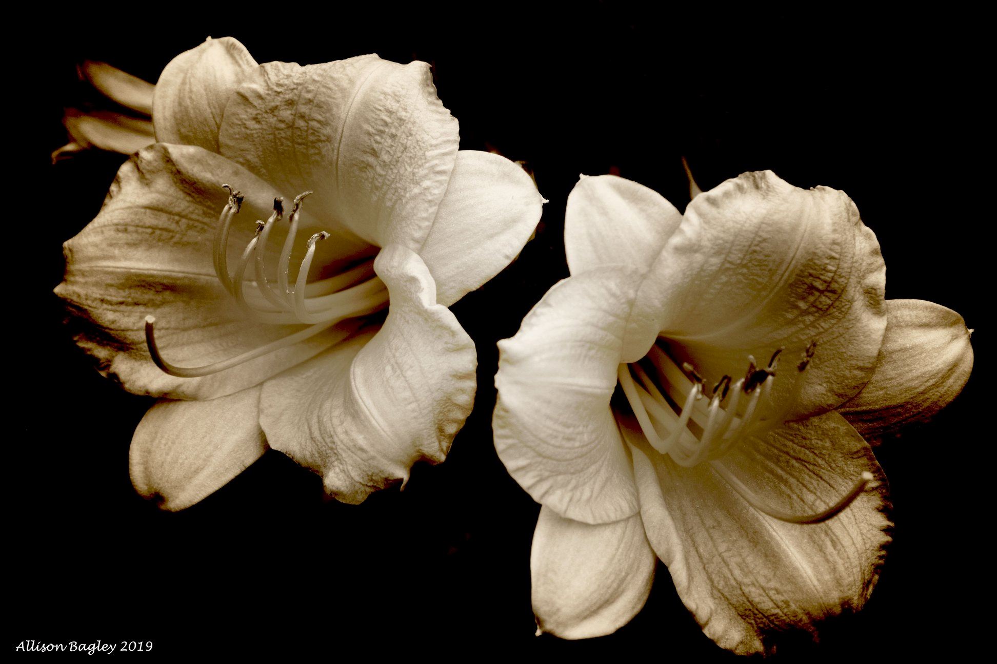 Allison Bagley - Black and White Flowers