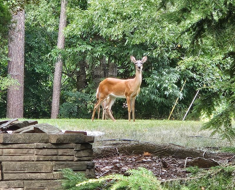 Deer in a yard