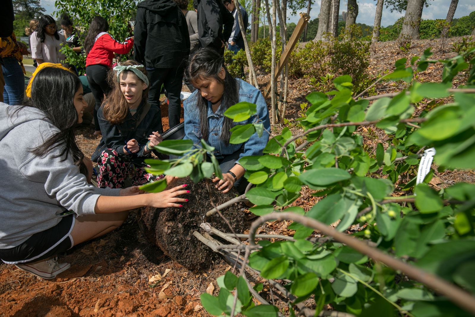 3 Children Inspecting Tree Roots