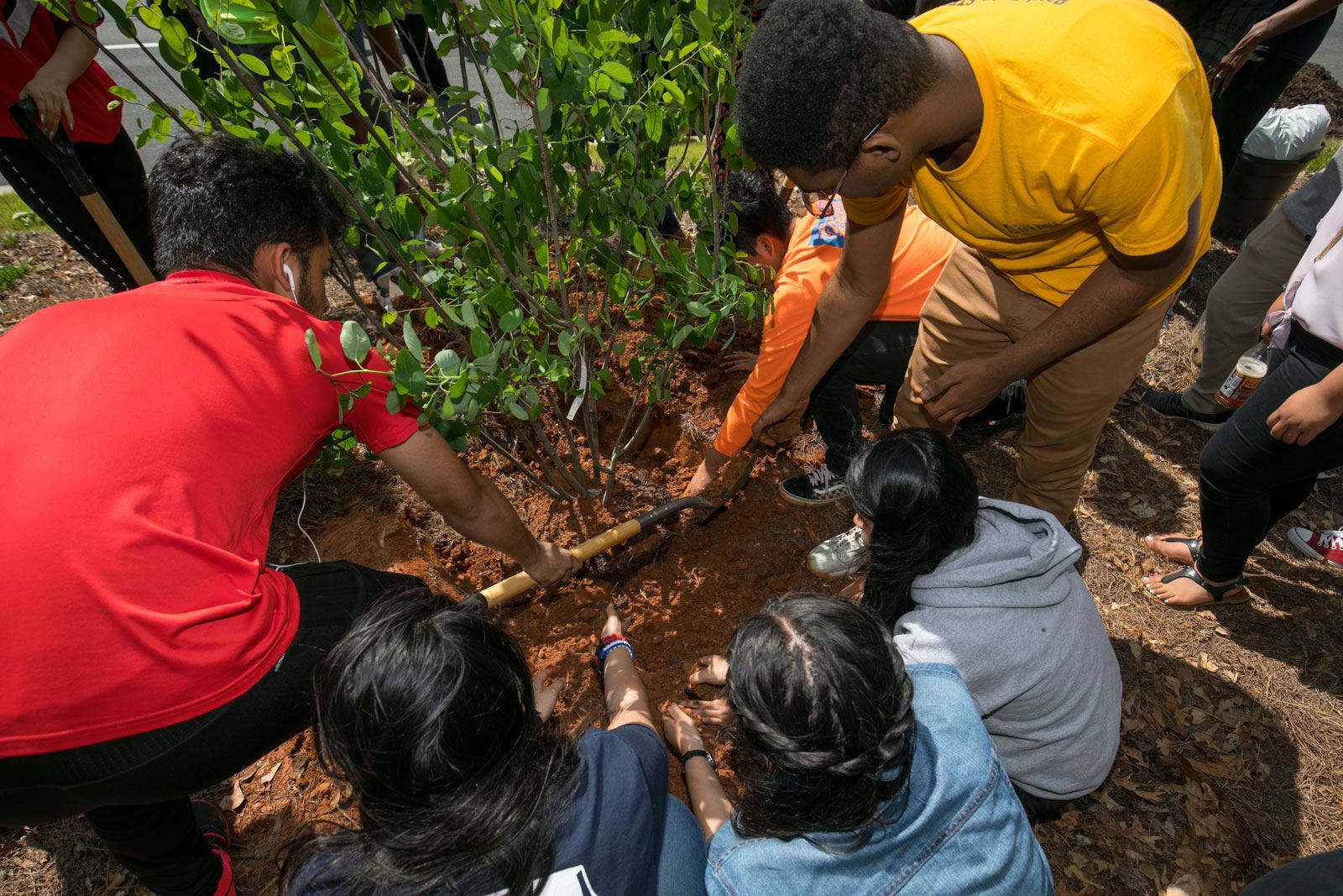Children Covering Roots of New Tree