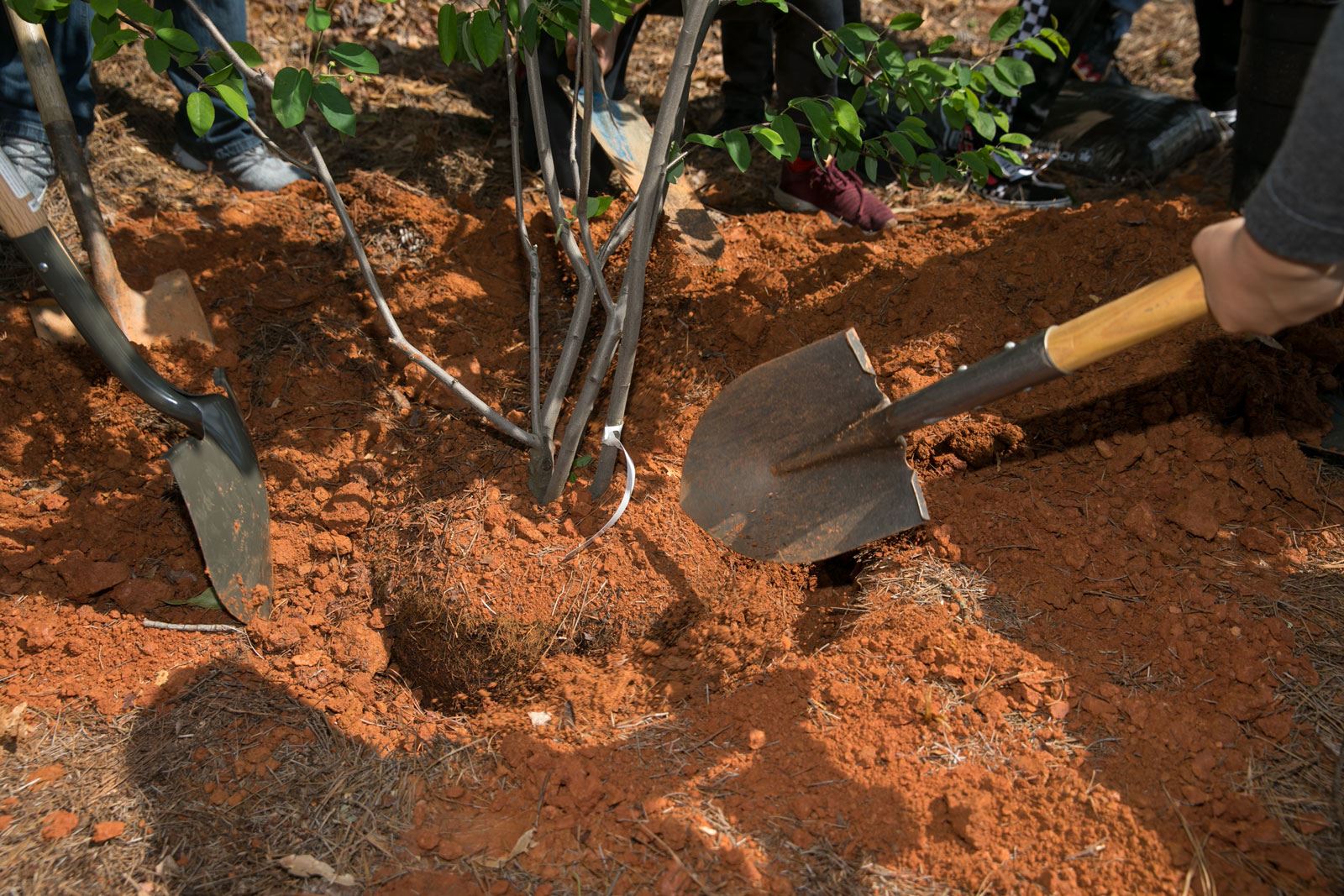 Putting Soil over the Roots of Newly Planted Tree