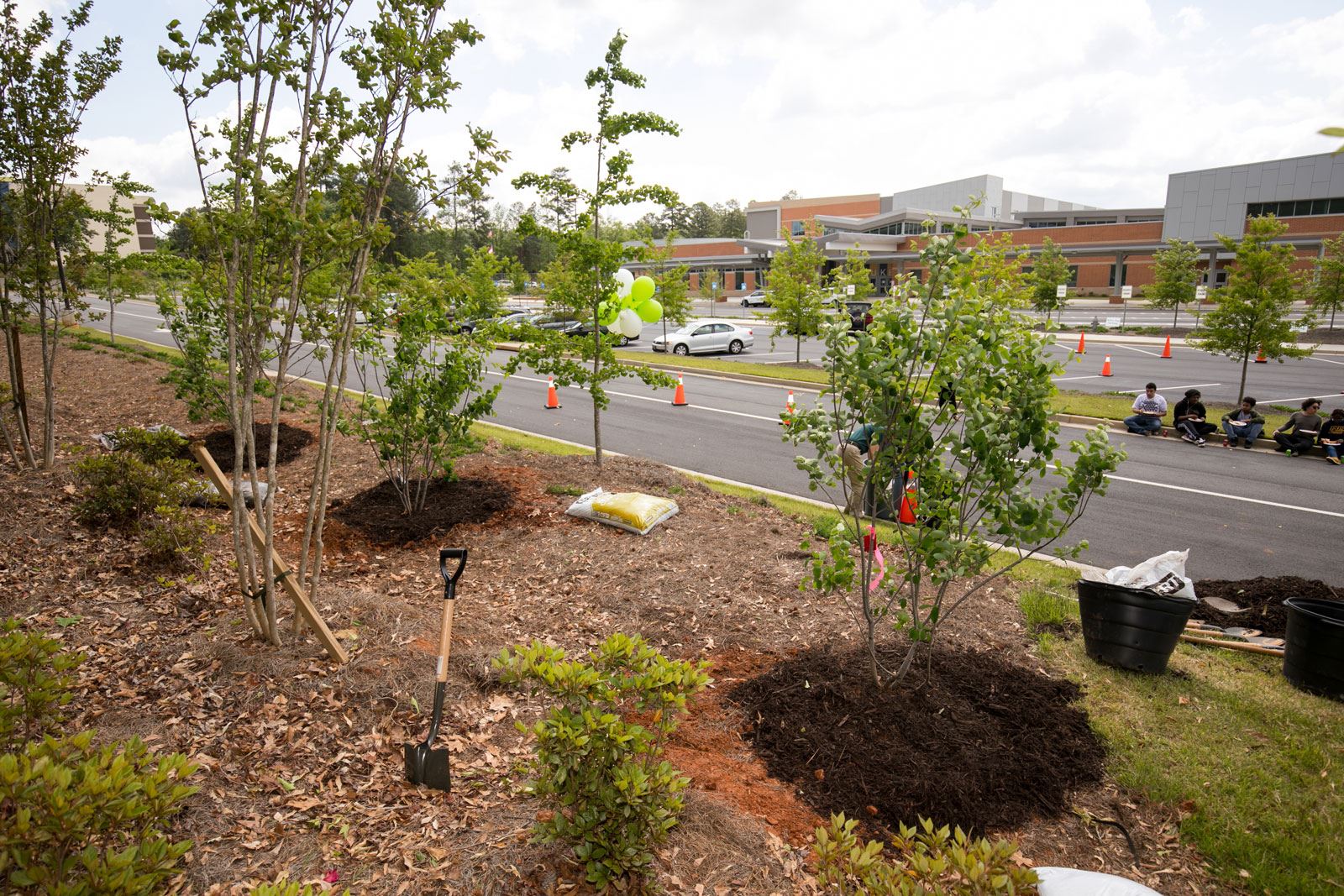Row of Newly Planted Trees