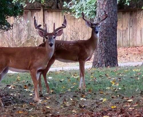 Two deer in a resident's yard
